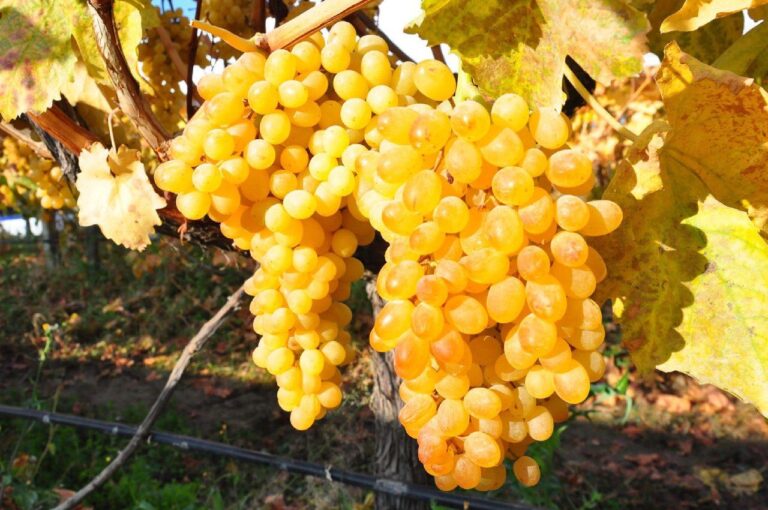 ahmet hakan erdogana seslendi 20 liraya uzum mu satilir weAYNrG1