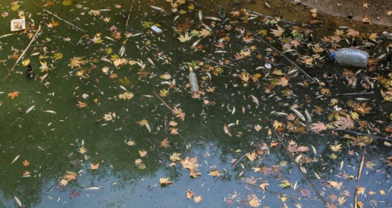 antalyada dere kuruyor yuzlerce balik oluyor endemik turler tehlikede s4ZzX33X