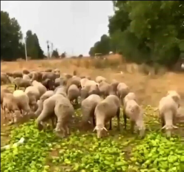 biberler hayvanlara yedirildi iddiasi asilsiz cikti RJ9gwjcF