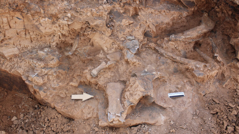 denizli tavastaki kazilarda bulunan fosil turu 27ye ulasti XrwwZPJc