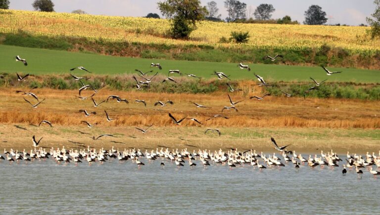 leyleklerin gocu basladi rbAzNZFC