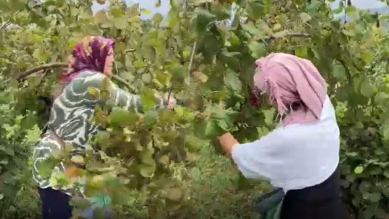 orduda findik hasadi basladi HlR8Ymku