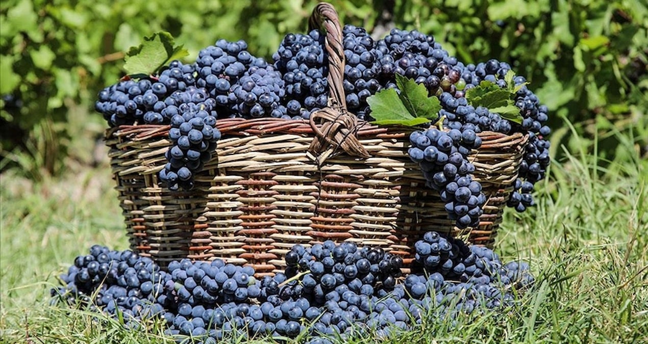 3 bin yillik tat cografi isaretli uzumunun hasat zamani geldi YDcea42t