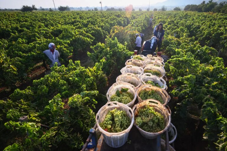 arapgirin meshur kohne uzumune don vurdu rekolte dibe vurdu wEXFJeUY