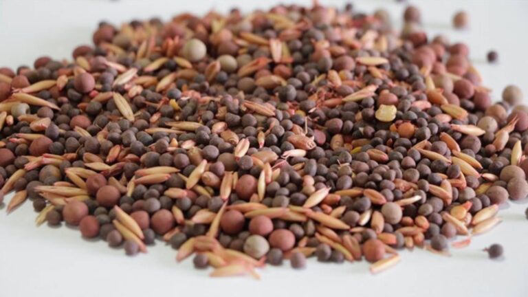 bakanyumaklidanisrail tohumu iddialarina yanit 1YF327rc