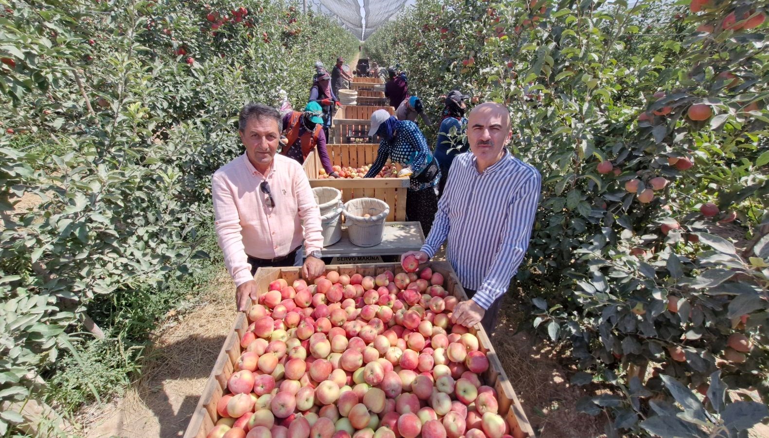 karamanda zirai don etkisi elma hasadi buruk basladi jcDLxOJh