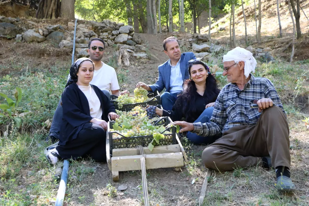 80 yasinda uzum hasadi HzmfgI4t