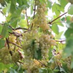 antalyanin kas ilcesinde margaz uzumu hasadi basladi MytVtVMs