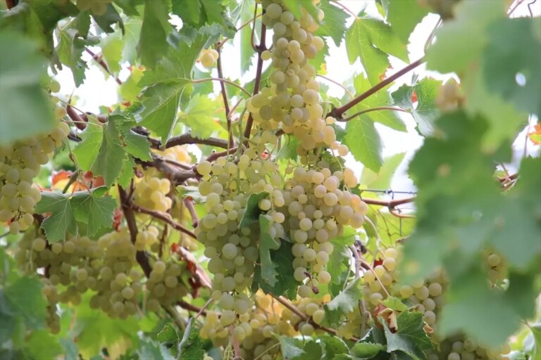 antalyanin kas ilcesinde margaz uzumu hasadi basladi MytVtVMs