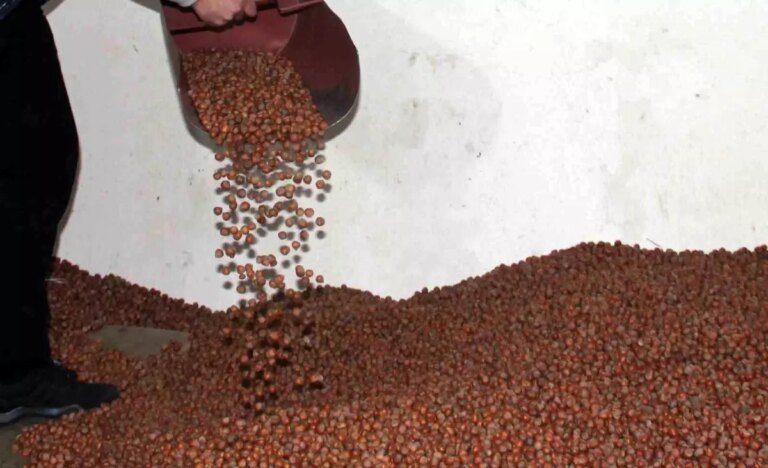 findik fiyatlari giresunda dususe gecti tarim kredi kooperatifleri fiyatlari yukseltti 2rFXKnPC.jpg