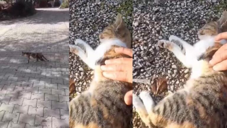 kediyi kalp masaji ile hayata dondurdu H7TXmxbw.jpg