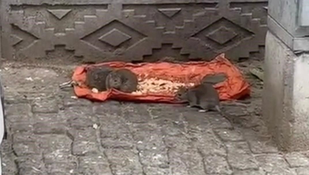 tekirdagda fareler sokaklari basti n3iCwalw.jpg