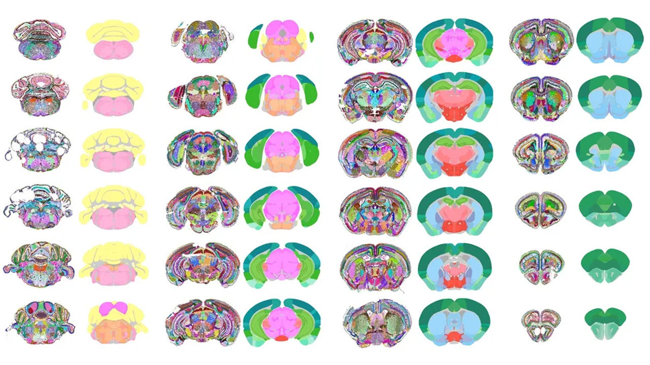 yapay zeka beyindeki sir perdesini de kaldiriyor keW7plaK
