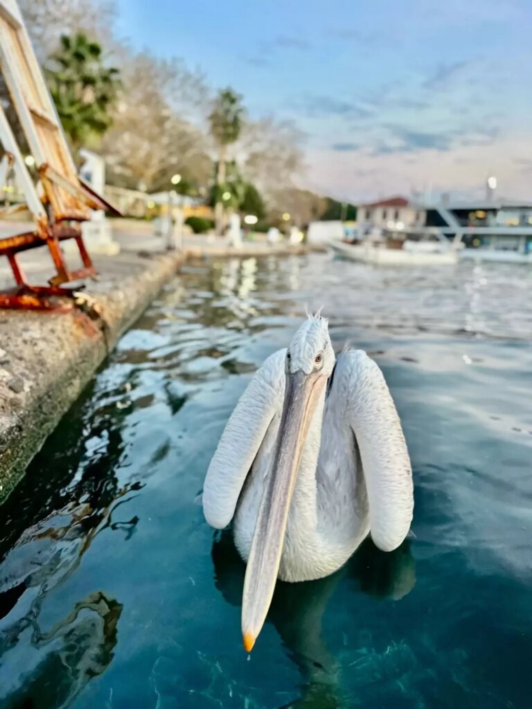 erdekte-pelikan-vatandaslardan-balik-yedi-IcMOGBUO.jpg