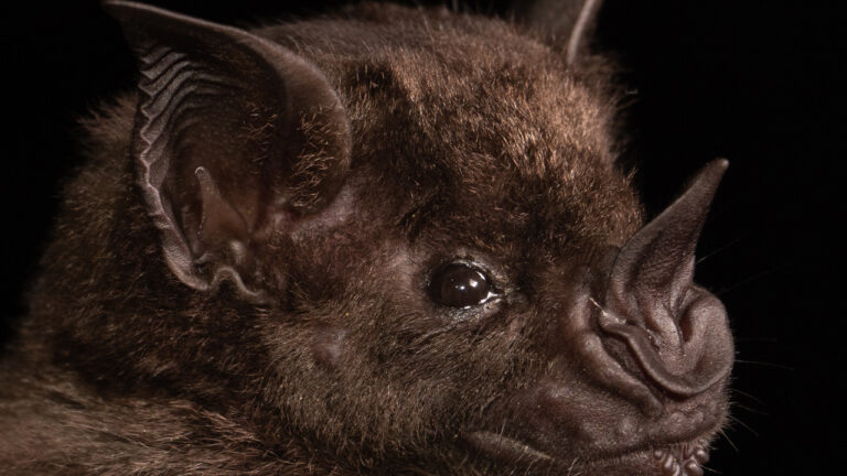 yeni koronavirus salgini alarmi basrolde yine yarasalar var ACKTJ7Fg.jpg