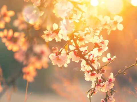 Kiraz Çiçekleri Borsayı Kaldırıyor: 2026 İçin Yükseliş Beklentisi