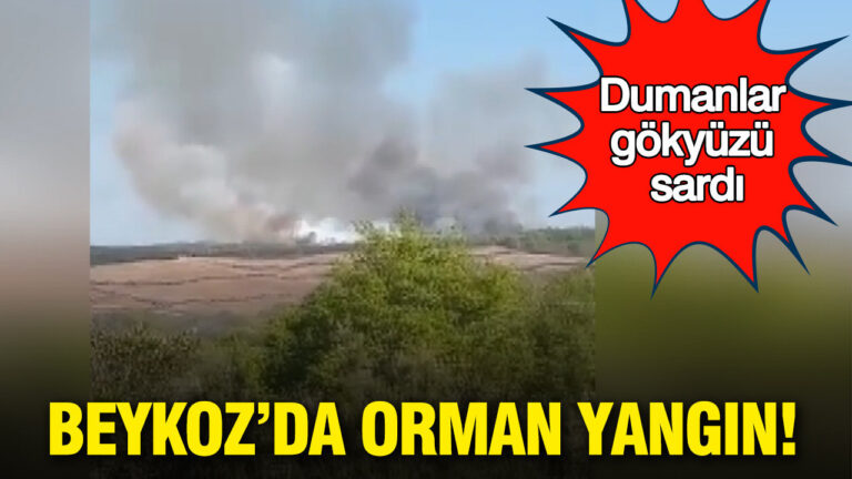 bir-kivilcim-yetti-beykozda-orman-yangin-GApExygX