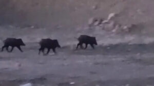 yuksekovada-domuz-surusu-goruldu-J8tMfKXl