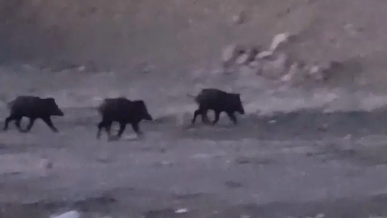 Yüksekova’da Yaban Domuzu Sürüleri Gözlemlendi