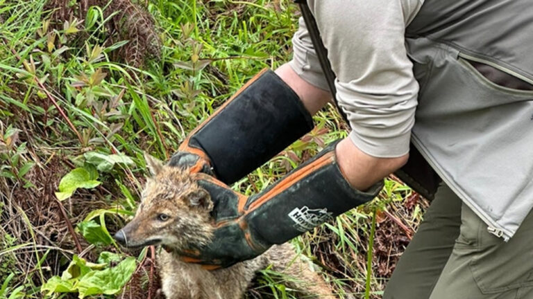 zonguldakta-yarali-bulunan-cakal-tedavi-altina-alindi-gGO8Whln