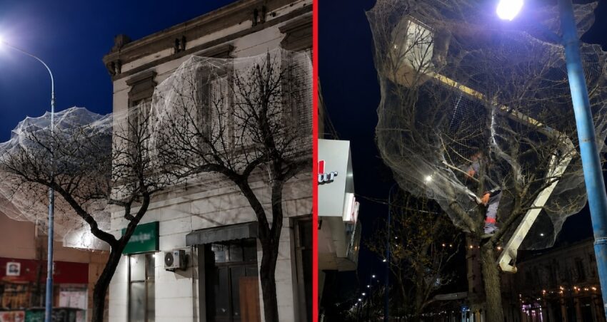Sehir merkezindeki agaclari tek tek aglarla kapladilar z57gMItl